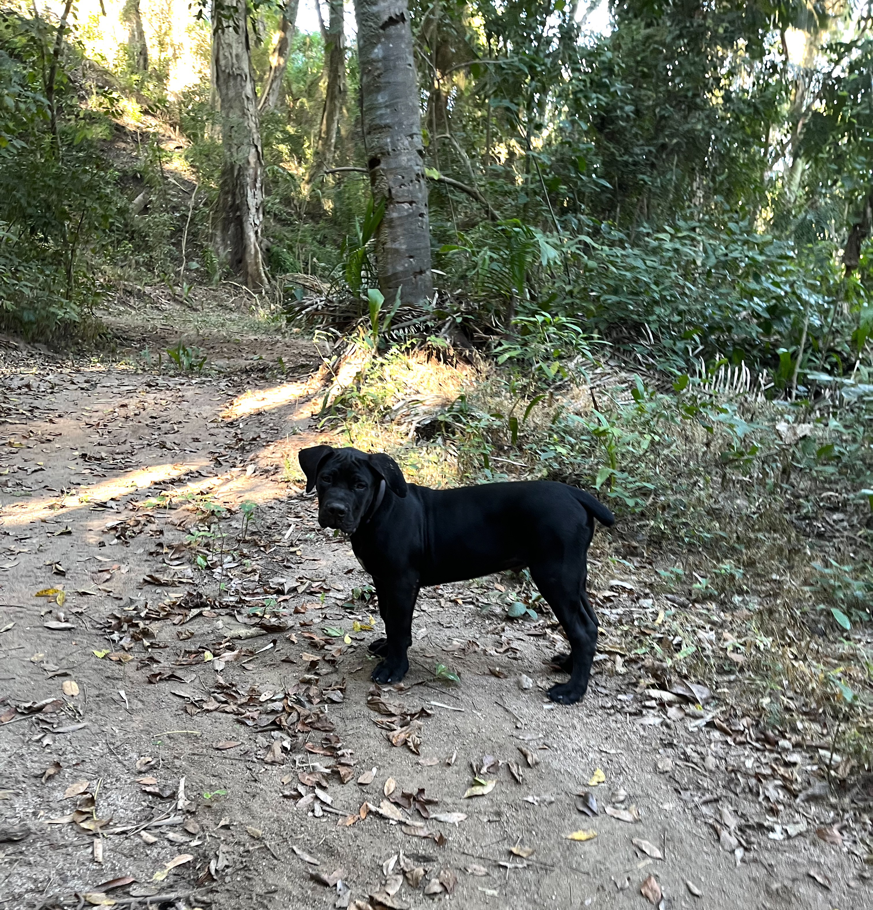 Boerboel dog Shadow